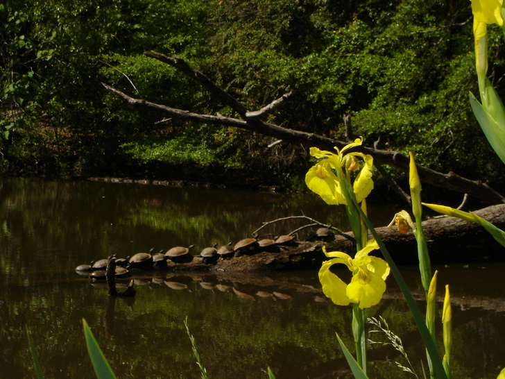 Turtles