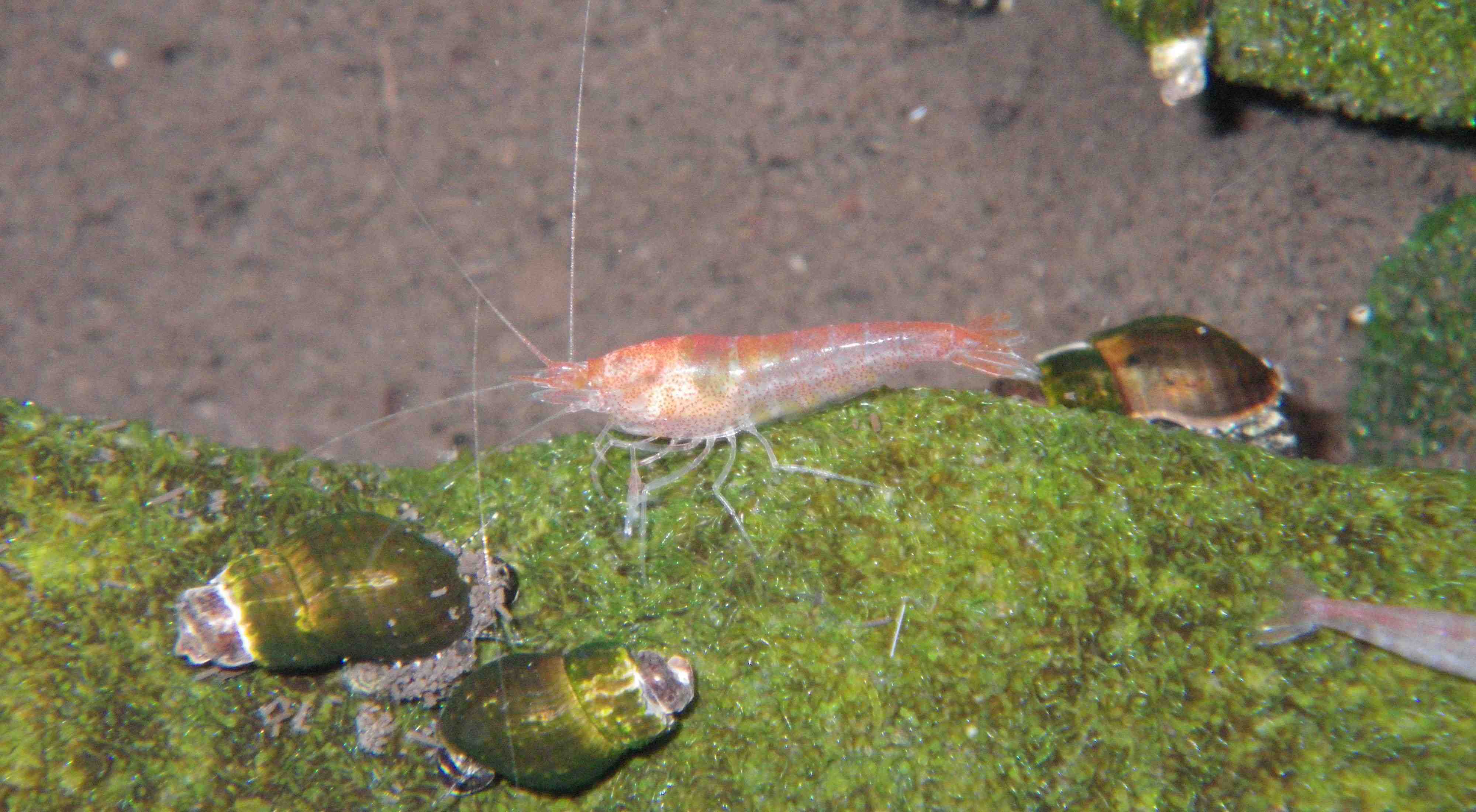 Halocaridina
