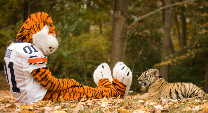 Aubie with baby Tiger
