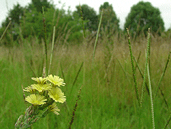 yellow flower in field