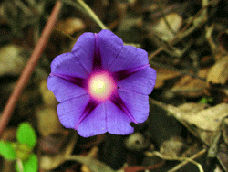 ipomea