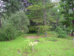 Maritime Hammock Habitat