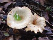 fungus