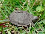 Baby Box Turtle