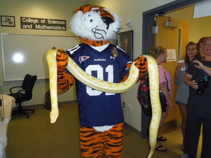 Aubie with snake
