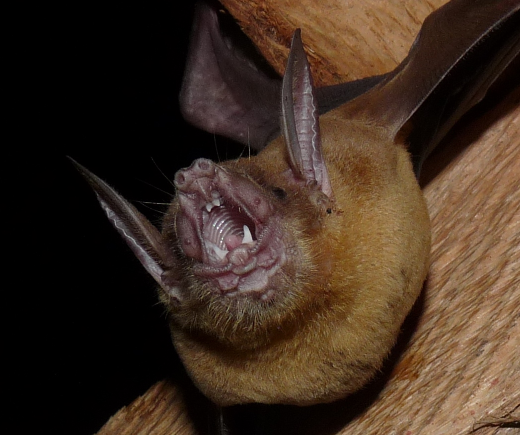 Greater bulldog bat in Colima, Mexico