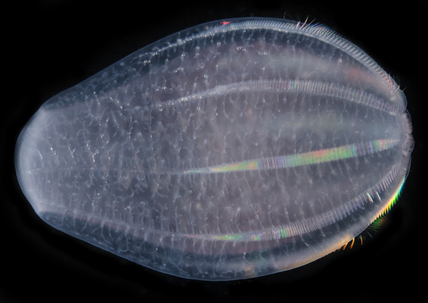 microscopic image of Beroe abyssicolo ctenophore or comb jelly
