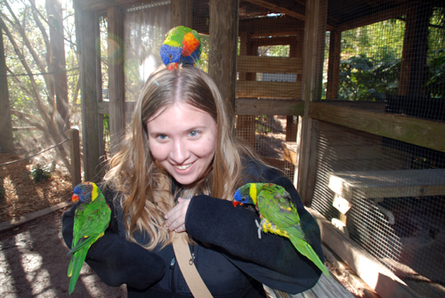 SCB member plays with lurakeets