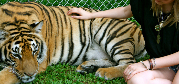 Chiang Mai Thailand Tiger