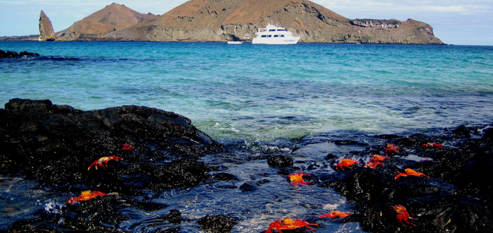 Galapagos Crabs