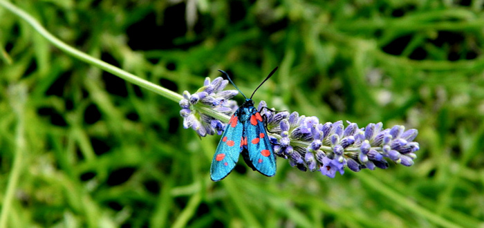 Montalcino Lavender Bug
