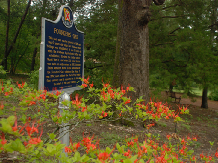 Founder's Oak