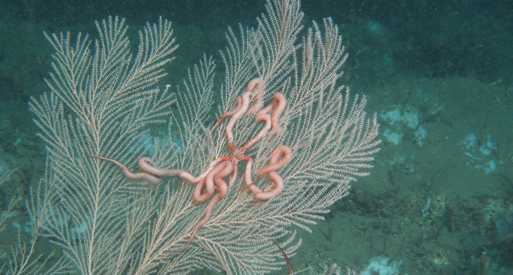 worms