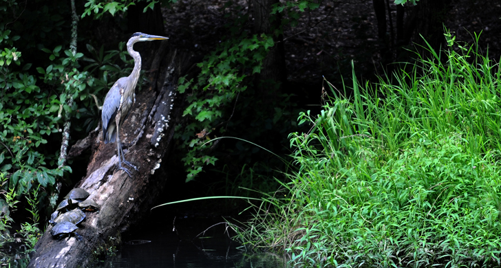 Blue Herron