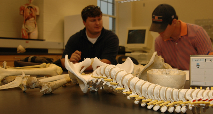 bones