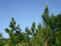 long leaf pine