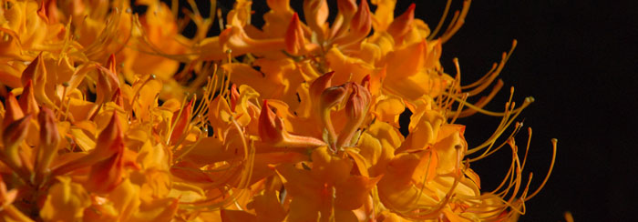 closeup of orange azaleas
