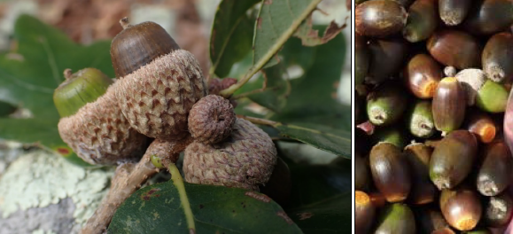 Acorn shape and coverage of cupule varied greatly within populations