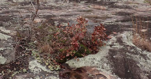 QUBO stems persisting in a small soil pocket with mosses, Opuntia humifusa, and a recently deceased Pinus virginiana that had been naturally bonsaied by the limited root space and perhaps decades of root competition with the QUBO.