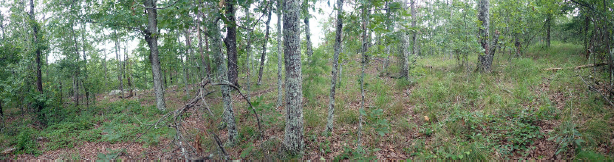 Savannah habitat where QUBO was found on Double Oak Mountain.