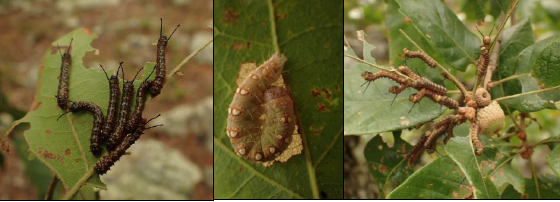 Three species of larval Lepidoptera were documented feeding on QUBO: Anisota sp., Acronicta increta, and Anisota virginiensis.