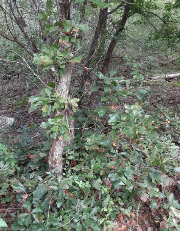 Medium single leader QUBO tree with rhizomatous stems.