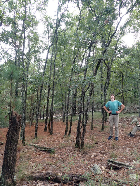 Noah Yawn searching for acorns on medium QUBO trees without rhizomatous stems.