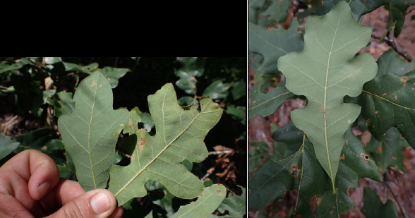 Quercus boyntonii co-occurring with Q. margarettae, and a presumed hybrid with intermediate leaf morphology.