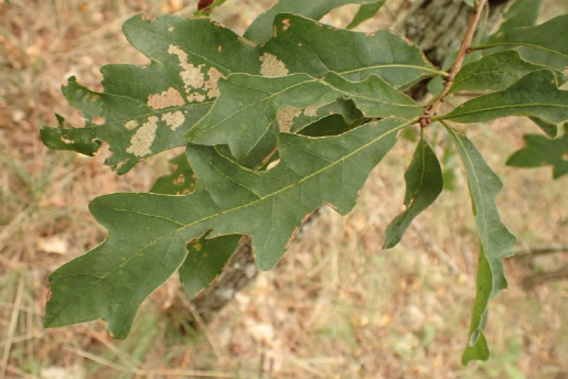 Presumed Quercus boyntonii x alba.