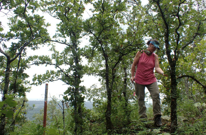 Specimens growing on the ridge of Double Oak Mountain overlooking the Belcher Tract and across the valley, Double Mountain. Tracy Cook included for scale, showing how these achieve the character of an aged tree while maintaining a relatively short st