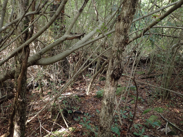 A remnant population of QUBO in Irondale severely impacted by a suite of non-native invasive plant species. Here Ligustrum sinense crowds the QUBO from roots to crown.