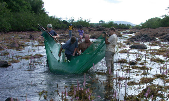 Armbruster Collecting in Guyana