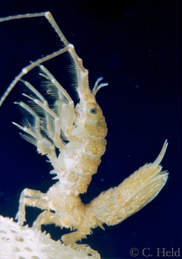 09Jan_pict1Antarcturus.jpg