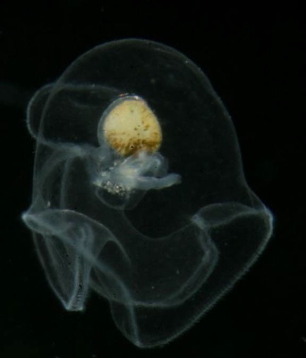 10Jan_Pict2_pilidium.jpeg