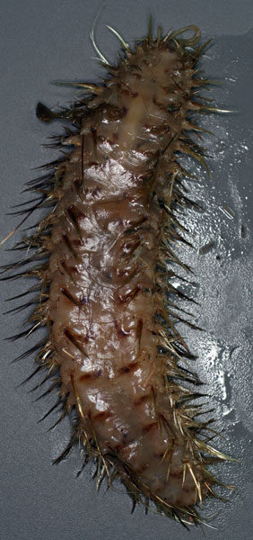 11Jan_Pic1_scale_worm.jpg
