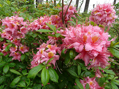 clusters of pink azalea flowers surrounded by green leaves