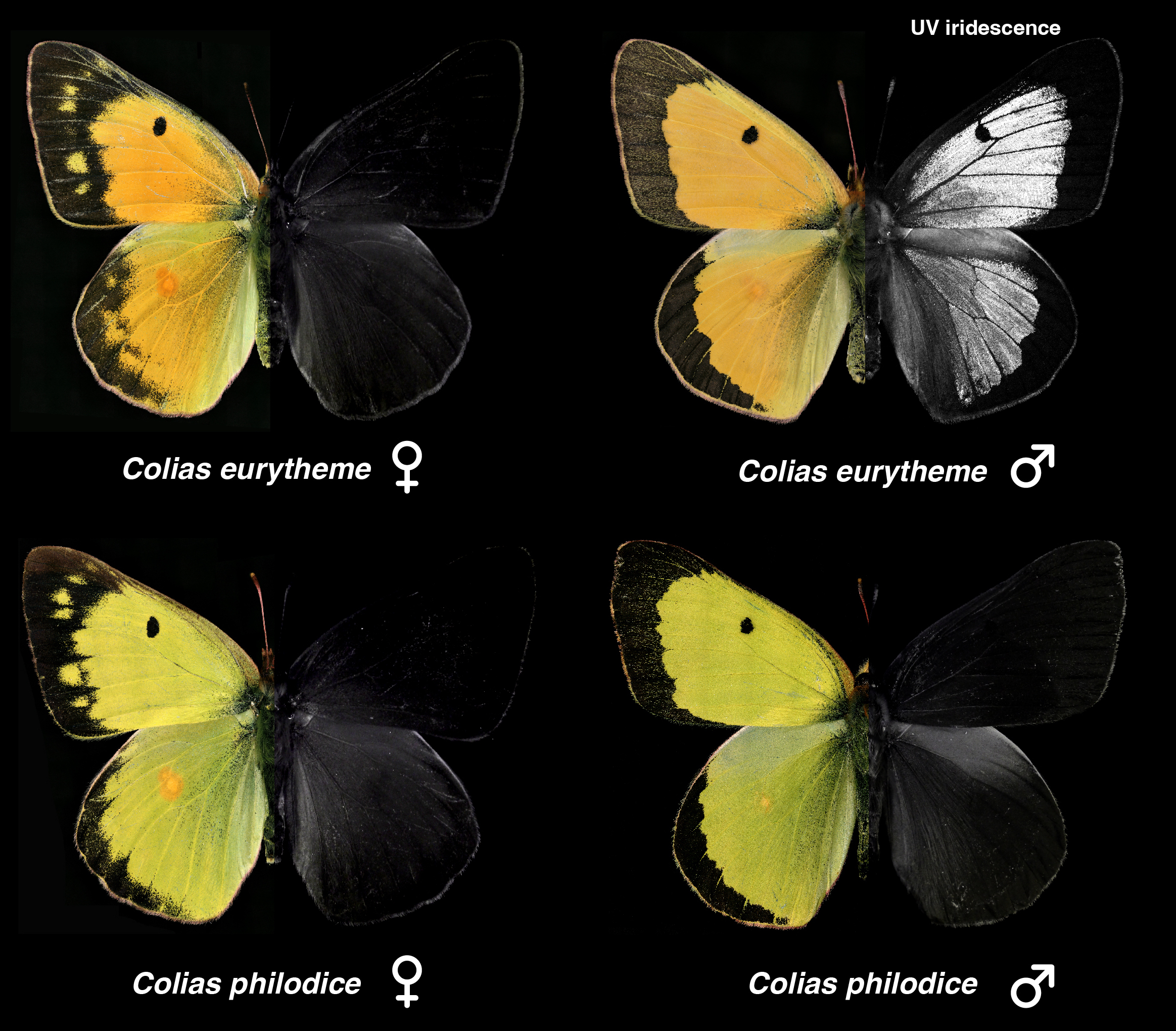 Info: The male species of the orange sulphur butterfly (Colias eurytheme, top right) is the only one to display UV iridescence in nature. The female of the same species (top left) and both the female and male of the clouded sulphur butterfly (Colias philodice, bottom left and right) do not display UV iridescence due to the presence of a speciation gene on a sex chromosome.  Credit: Vincent Ficarrotta and Arnaud Martin/ The George Washington University 