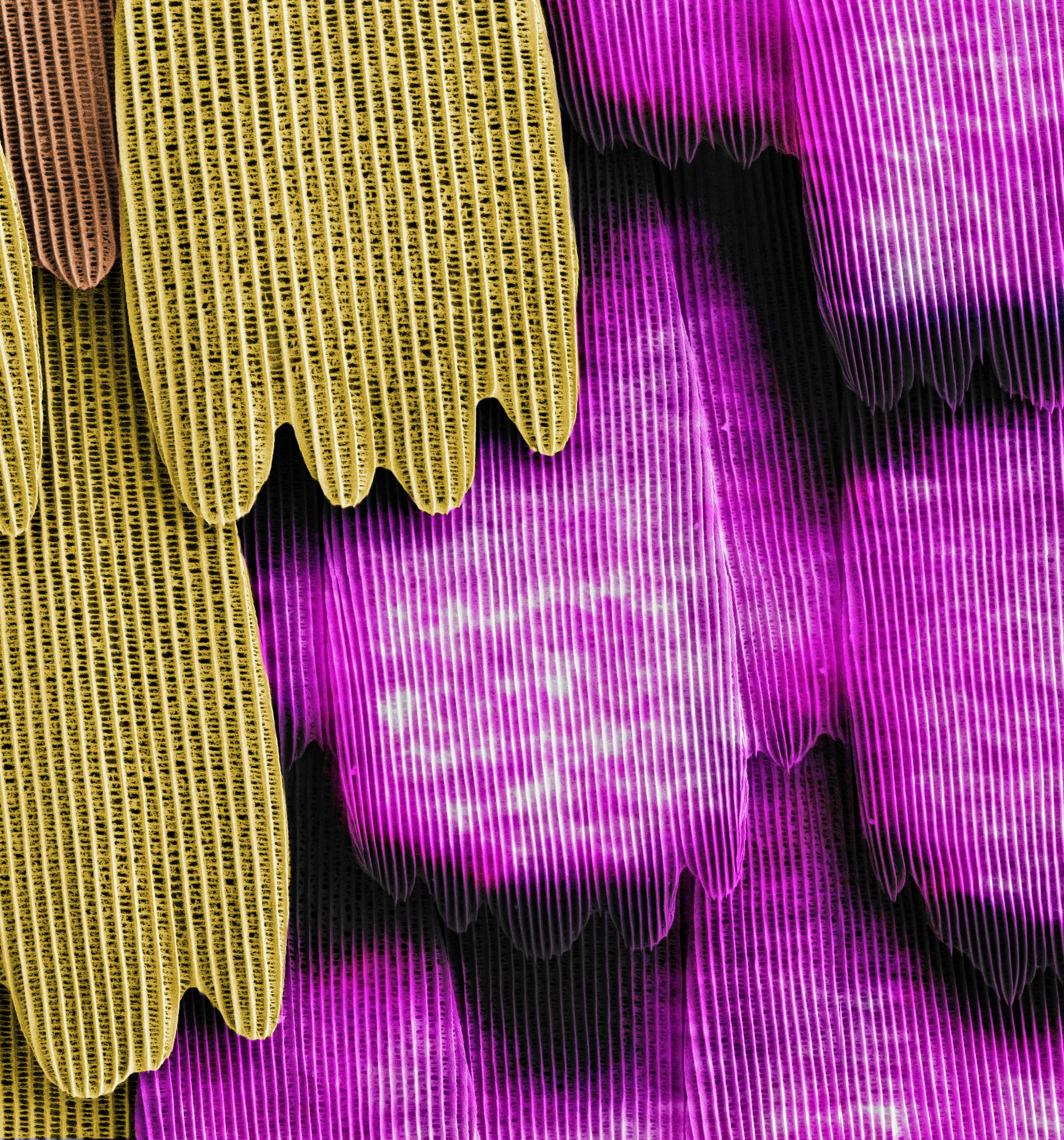 Caption/Info: A microscopic view of a sulphur butterfly wing, featuring UV-iridescence (magenta) on scales induced by removal of the bric-a-brac gene using CRISPR. Yellow scales were not affected by the CRISPR modification and express bric-a-brac normally.  Credit: Arnaud Martin and Anna Ren/The George Washington University