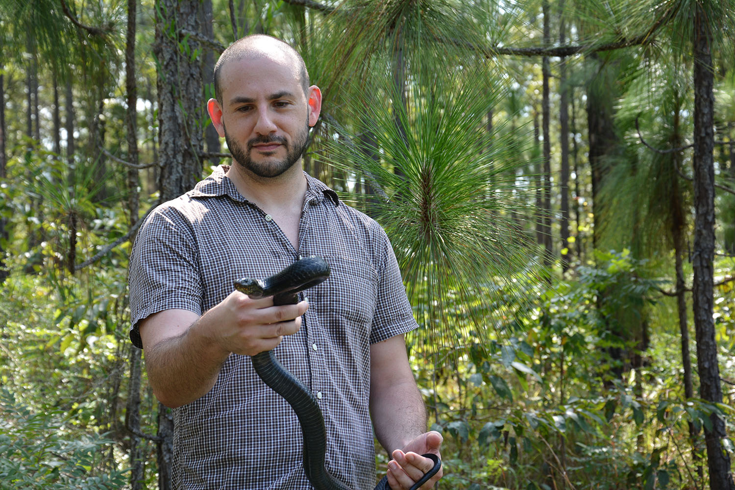 David Steen holding an Eastern Blue Indigo snake in the Conecuh National Forest