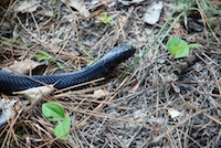 Eastern Indigo Snake