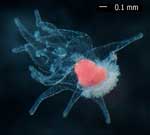 Brachiolaria