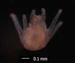 Echinopleuteus
