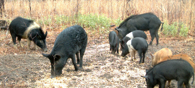 Remote tests assess hearing