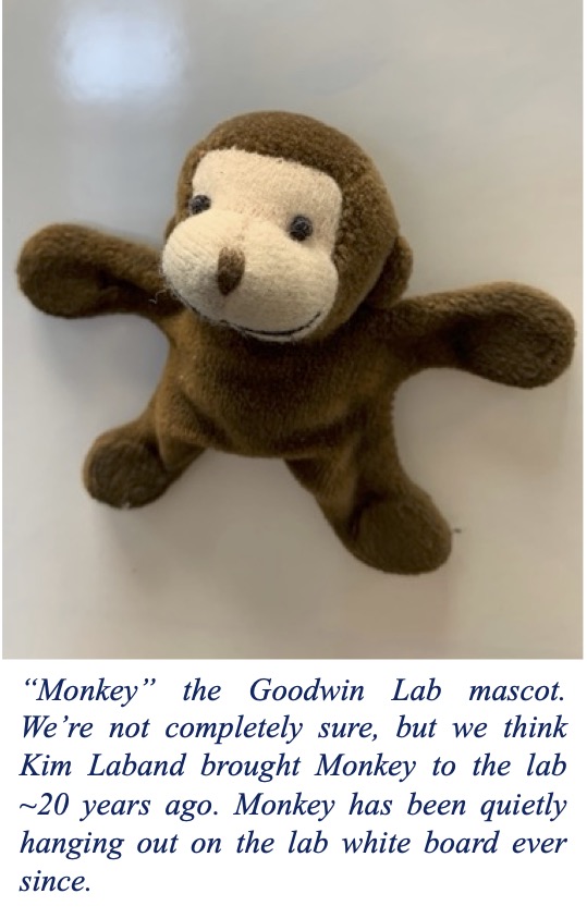 Monkey the Lab Mascot