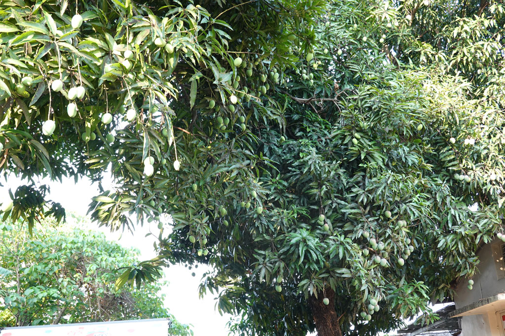 DSC07422