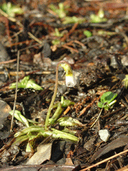 butterwort