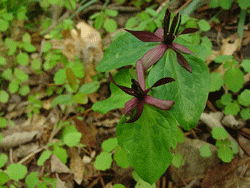 trillium