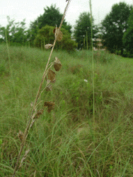 Sea Oats in Dune
