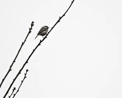 Going out on a Limb