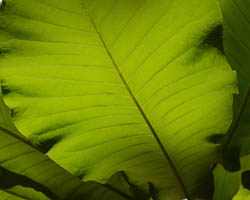 Spring Greening